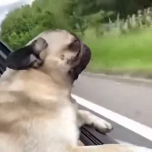 🚘 Стикер «videoanimals» для Telegram