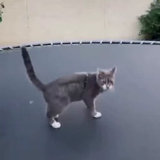 😎 Стикер «videoanimals» для Telegram
