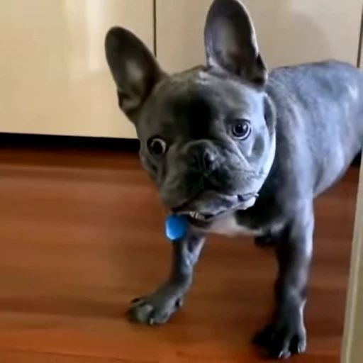 🤨 Стикер «videoanimals» для Telegram