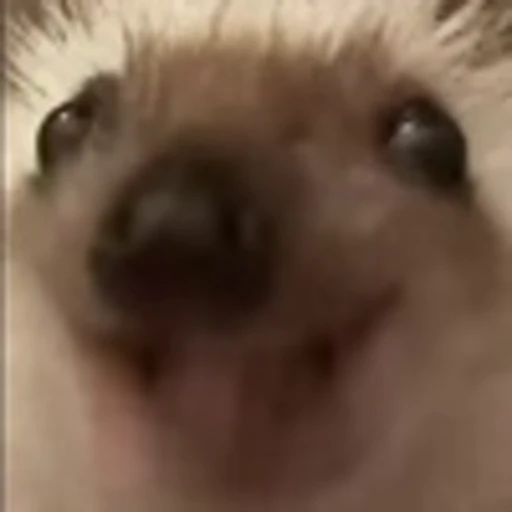 🦔 Эмодзи «видеоэнимал» для Telegram
