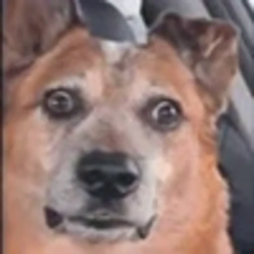 🐕 Эмодзи «видеоэнимал» для Telegram