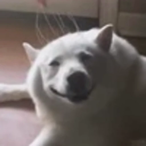 🐶 Эмодзи «видеоэнимал» для Telegram