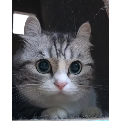 Стикер 13 Video pack