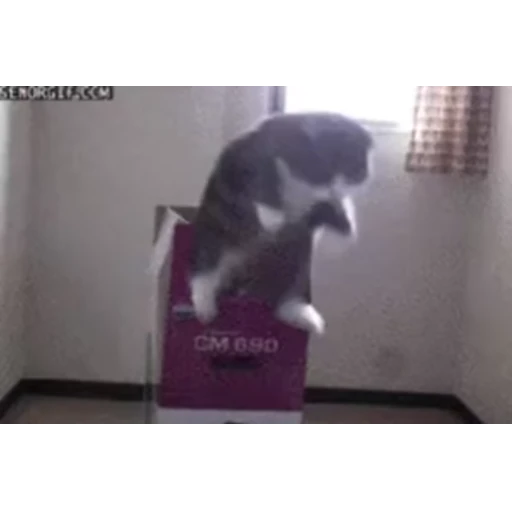 Стикер 16 Video pack