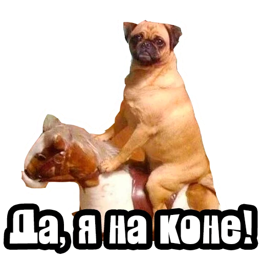😛 Стикер «Видео мемы» для Telegram