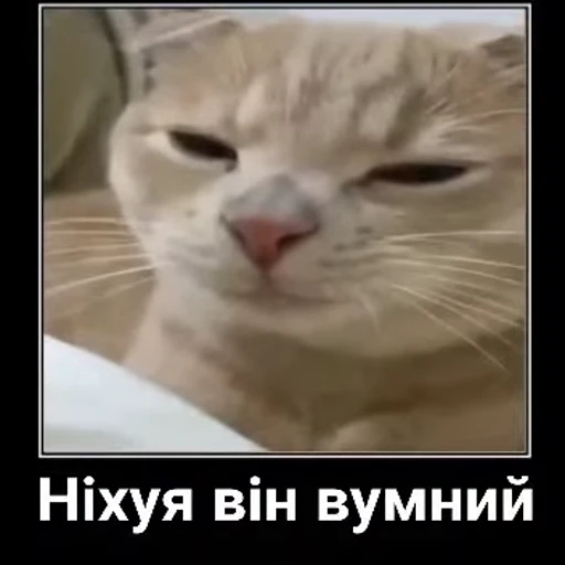 😐 Стикер «VIDEOPIZDA» для Telegram