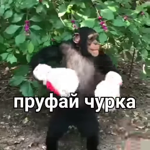 🙈 Стикер «VIDEOPIZDA» для Telegram