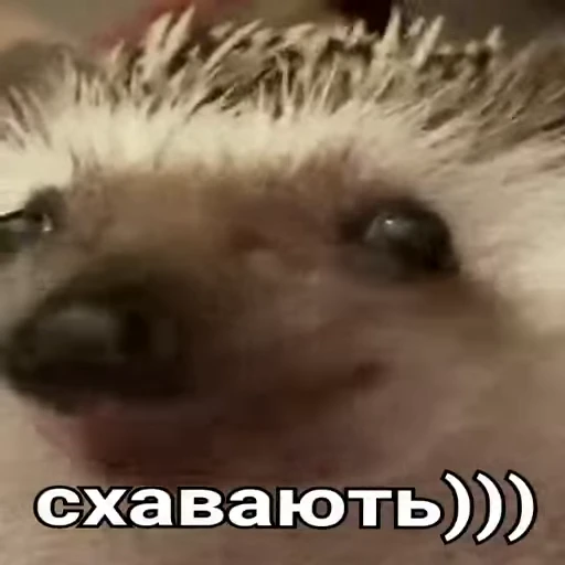 😋 Стикер «VIDEOPIZDA» для Telegram