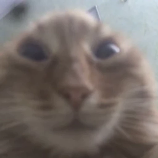 😿 Стикер «VIDEOPIZDA» для Telegram