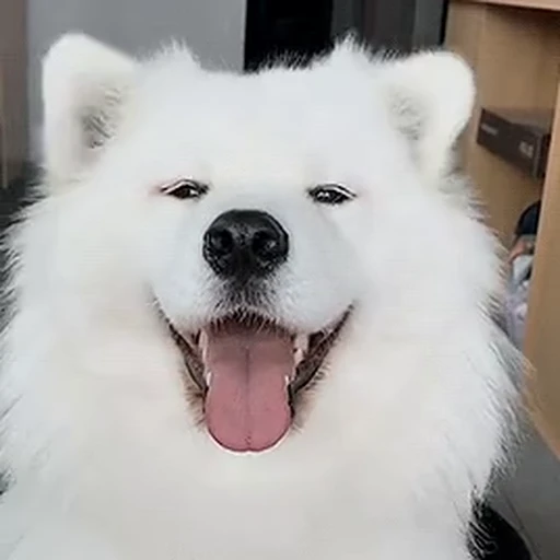 🐶 Стикер «Video Stickers» для Telegram