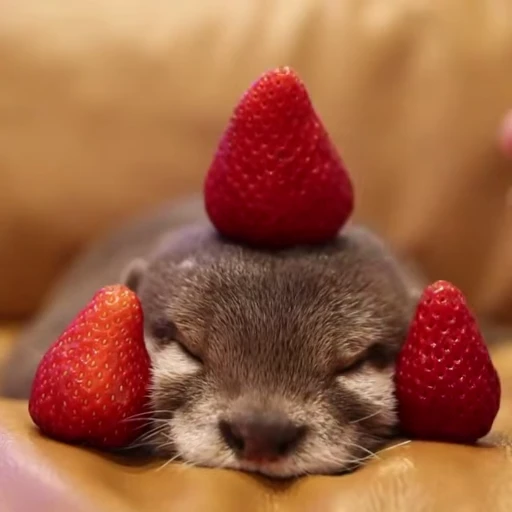 🍓 Стикер «Videostickers_Kinaki» для Telegram