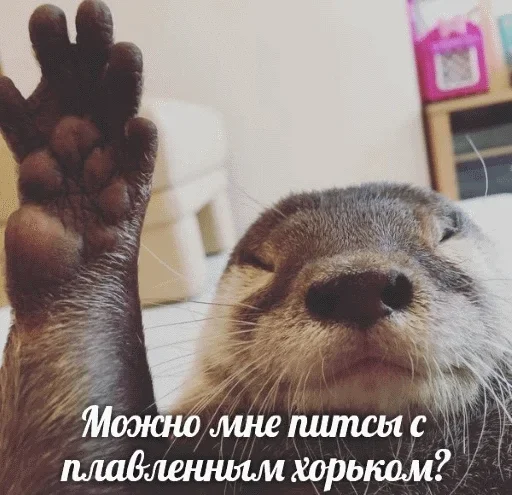 🙂 Стикер «Выдра тоже любит» для Telegram