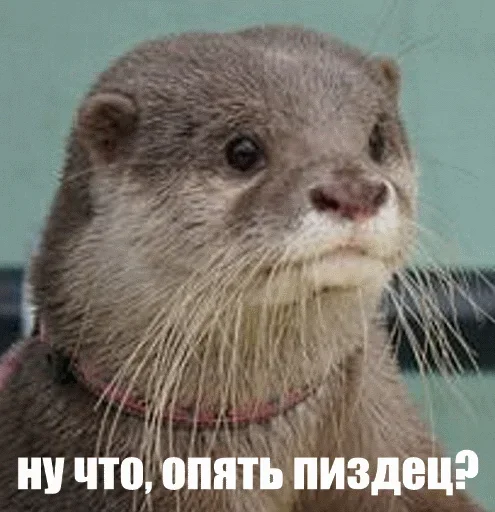 😄 Стикер «Выдра тоже любит» для Telegram