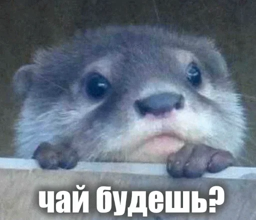 😁 Стикер «Выдра тоже любит» для Telegram