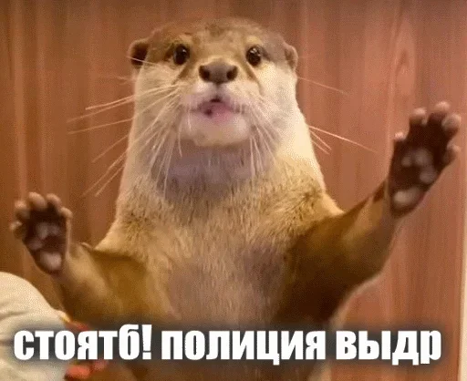 😊 Стикер «Выдра тоже любит» для Telegram