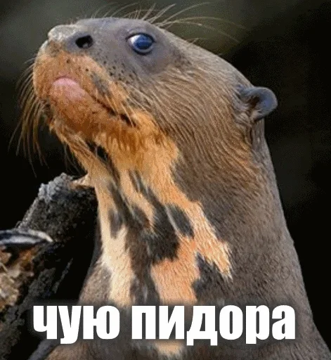 😆 Стикер «Выдра тоже любит» для Telegram