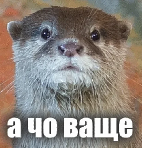 🙂 Стикер «Выдра тоже любит» для Telegram