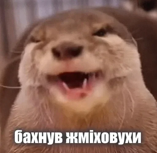 😝 Стикер «Выдра тоже любит» для Telegram