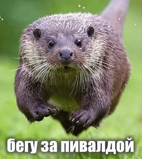😝 Стикер «Выдра тоже любит» для Telegram