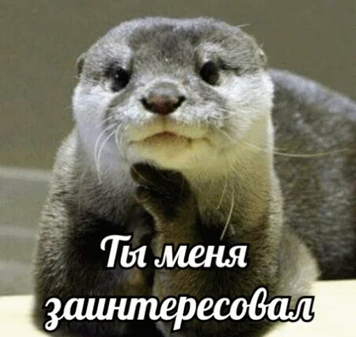 😁 Стикер «Выдра тоже любит» для Telegram
