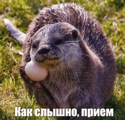 🙂 Стикер «Выдра тоже любит» для Telegram