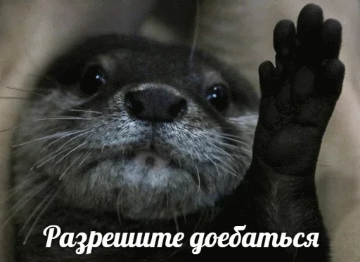😋 Стикер «Выдра тоже любит» для Telegram