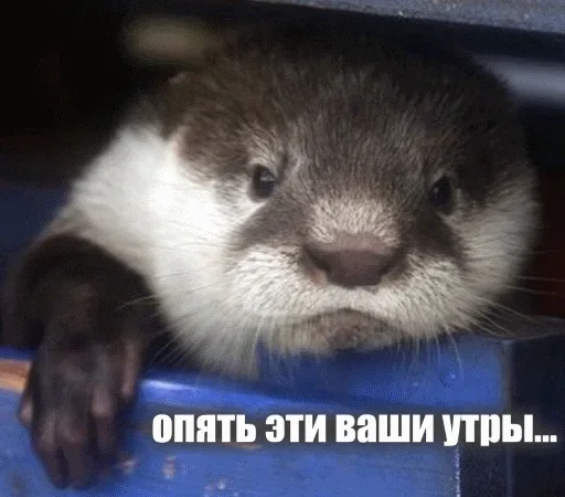 😊 Стикер «Выдра тоже любит» для Telegram