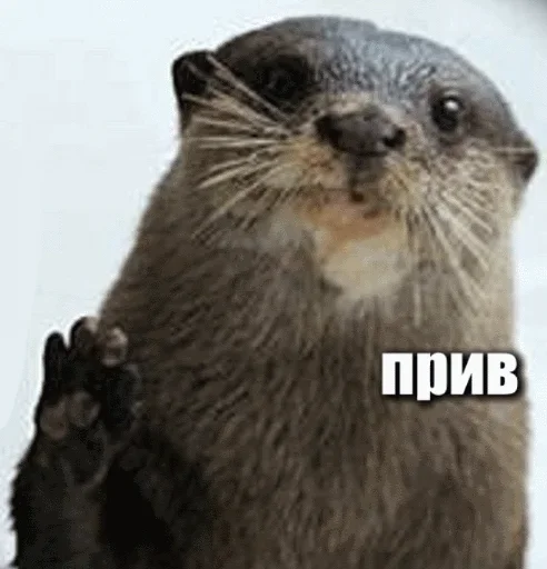 ☺️ Стикер «Выдра тоже любит» для Telegram