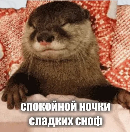 😁 Стикер «Выдра тоже любит» для Telegram