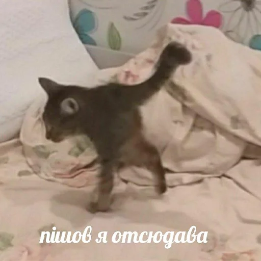 🏃‍♂️ Стикер «VIEZDY» для Telegram