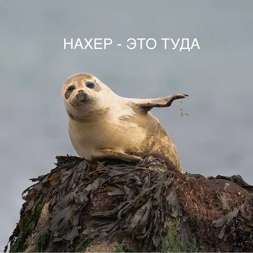 🖕 Стикер «VIEZDY» для Telegram