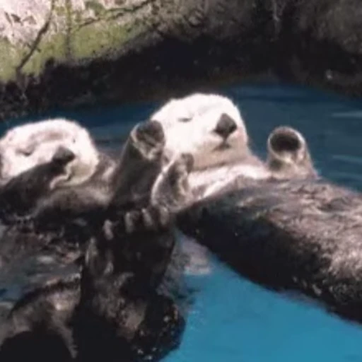 🤝 Стикер «Otters Выдры 2» для Telegram