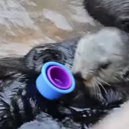 🧩 Стикер «Otters Выдры 2» для Telegram