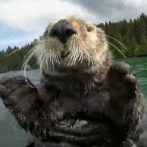 🤗 Стикер «Otters Выдры 2» для Telegram