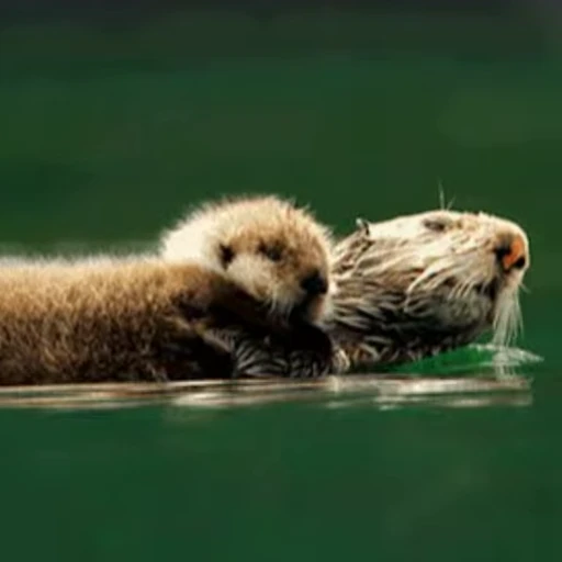 🫡 Стикер «Otters Выдры 2» для Telegram