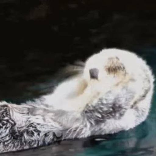 Стикерпак Otters Выдры 2 для Telegram — скачать
