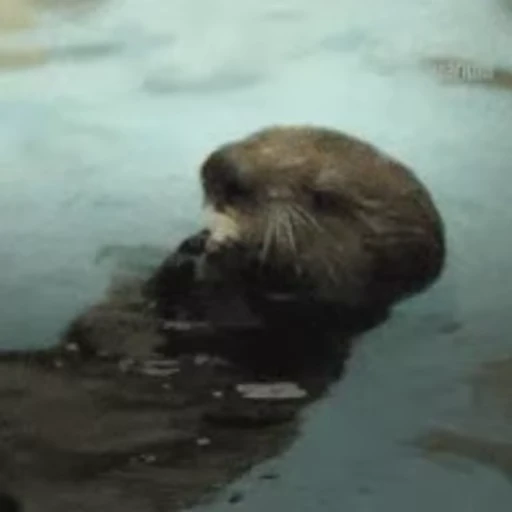 😋 Стикер «Otters Выдры 2» для Telegram