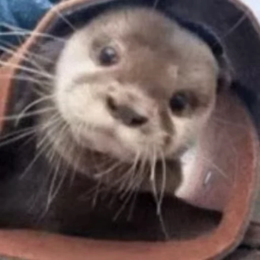 😳 Стикер «Otters Выдры 2» для Telegram