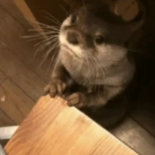 😾 Стикер «Otters Выдры 2» для Telegram
