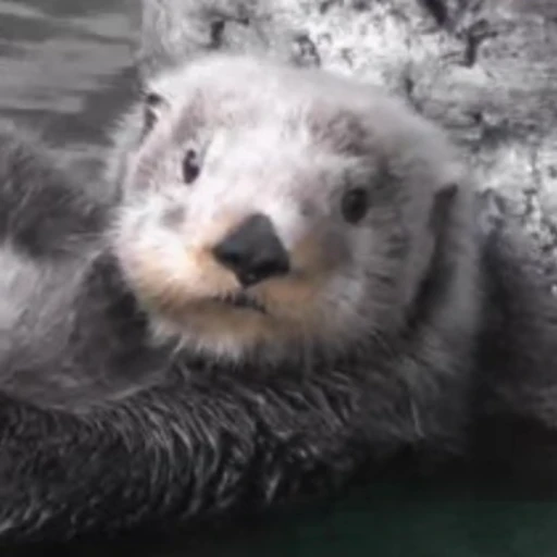 👀 Стикер «Otters Выдры 2» для Telegram