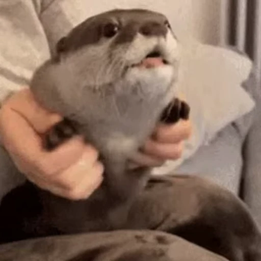 😸 Стикер «Otters Выдры 2» для Telegram
