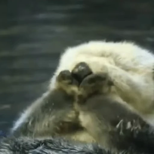 🙈 Стикер «Otters Выдры 2» для Telegram