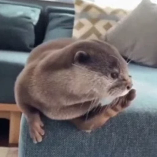 🤔 Стикер «Otters Выдры 2» для Telegram