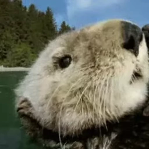 🤓 Стикер «Otters Выдры 2» для Telegram