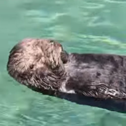 💅 Стикер «Otters Выдры 2» для Telegram
