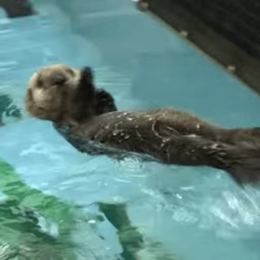 👋 Стикер «Otters Выдры 2» для Telegram