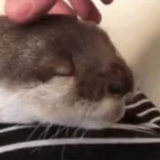 🥱 Стикер «Otters Выдры 2» для Telegram