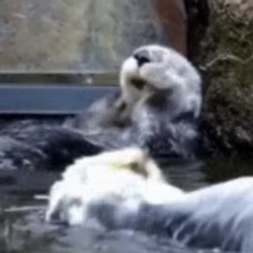 🫠 Стикер «Otters Выдры 2» для Telegram