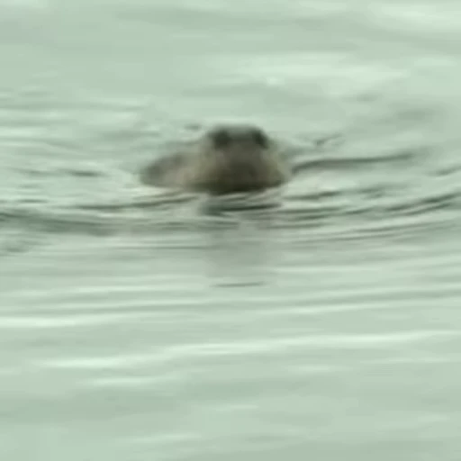 🫥 Стикер «Otters Выдры 2» для Telegram