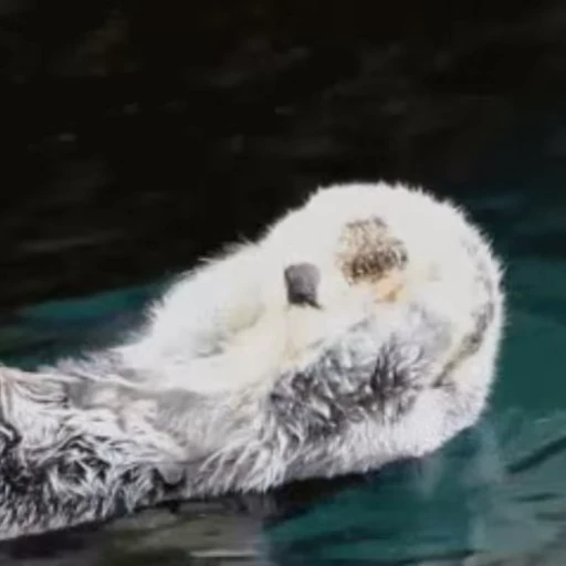 🧼 Стикер «Otters Выдры 2» для Telegram
